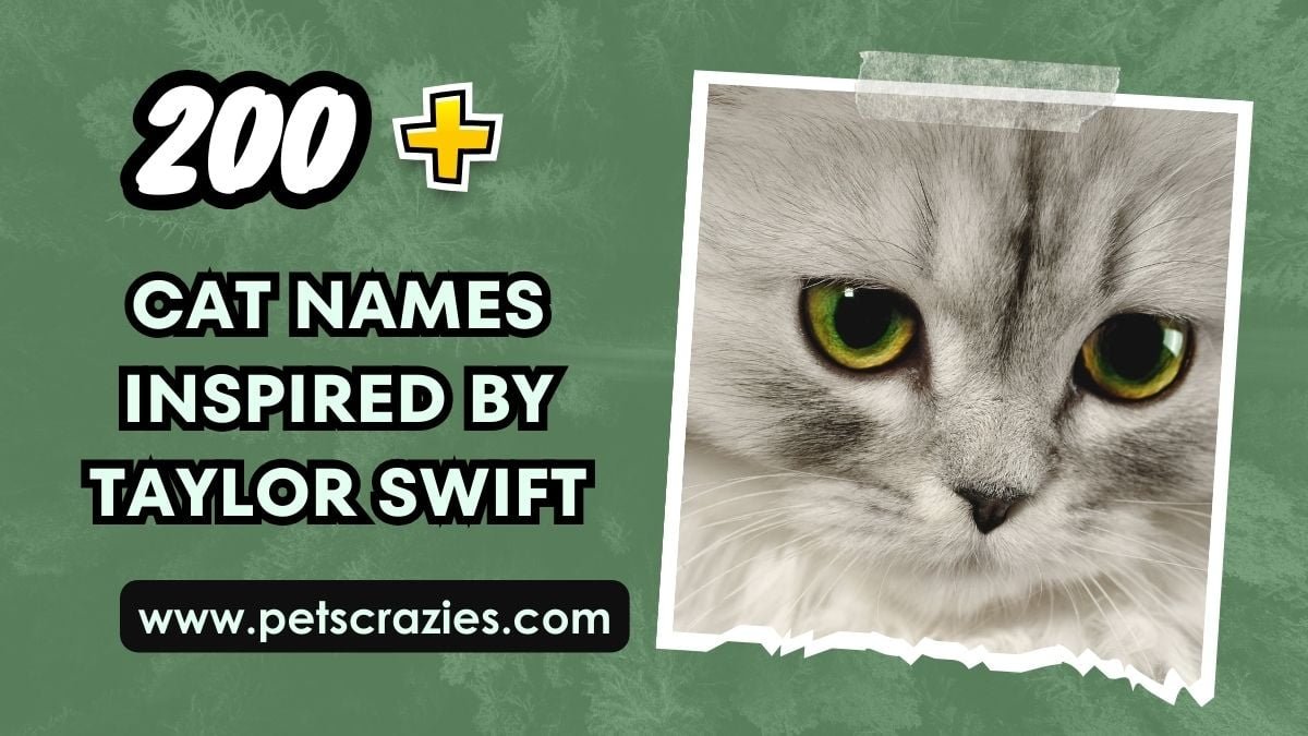 200-cat-names-inspired-by-taylor-swift-unique-ideas