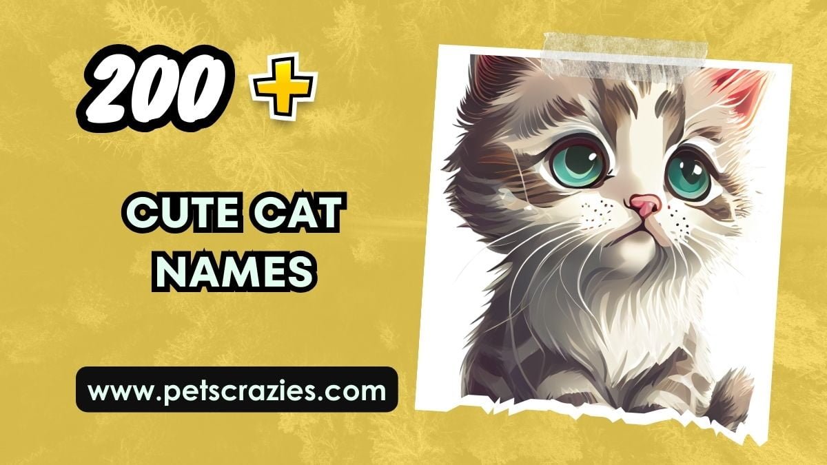 200+ Cute Cat Names - Unique & Sweet Choices