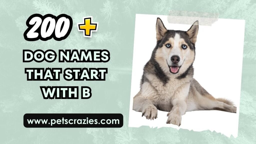 200-dog-names-that-start-with-b-cute-and-cool-ideas