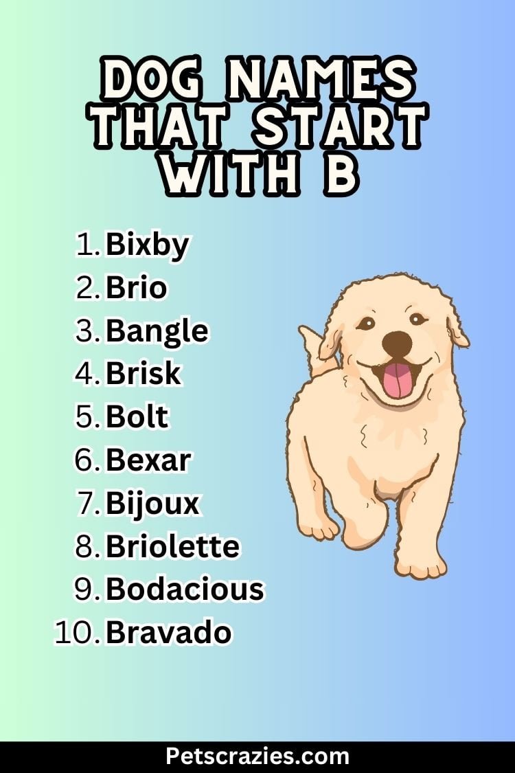 200+ Dog Names That Start With B - Cute And Cool Ideas