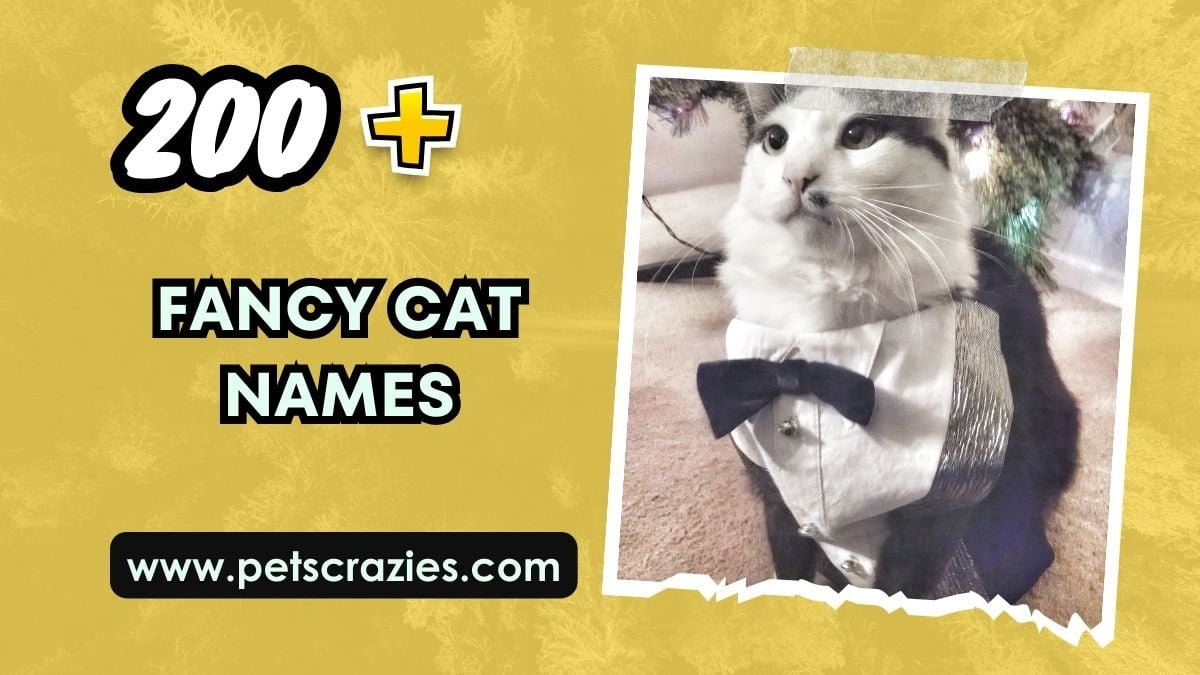 200+ Fancy Cat Names - Elegant And Classy Choices