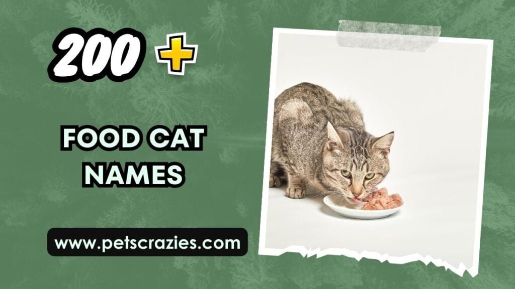 200-food-cat-names-sweet-and-savory-ideas