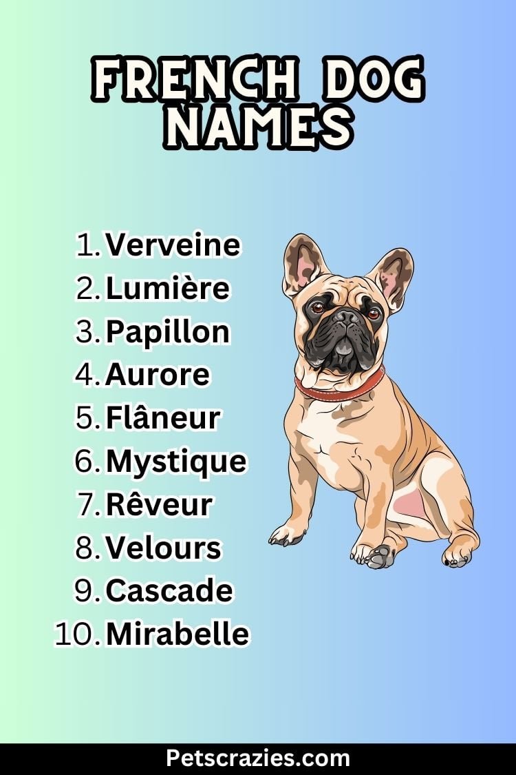 200+ French Dog Names - Cultural And Stylish Flair