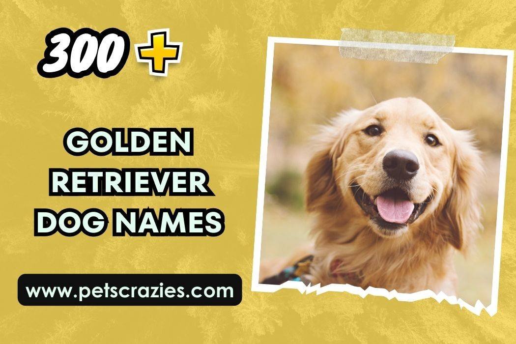 300+ Golden Retriever Dog Names (Memorable Monikers)