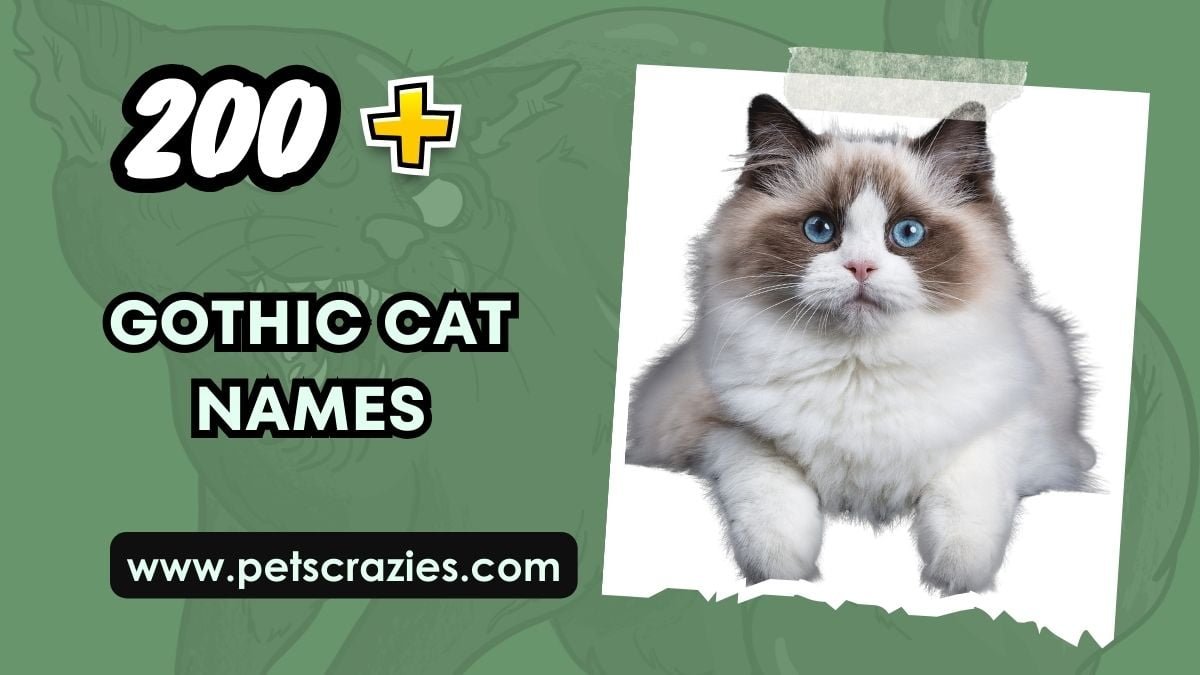 Gothic Cat Names