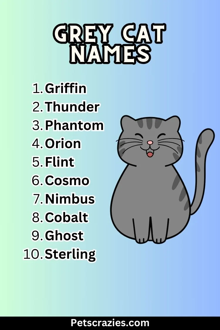 Grey Cat Names - Distinctive & Charming Ideas 3 Grey Cat Names List