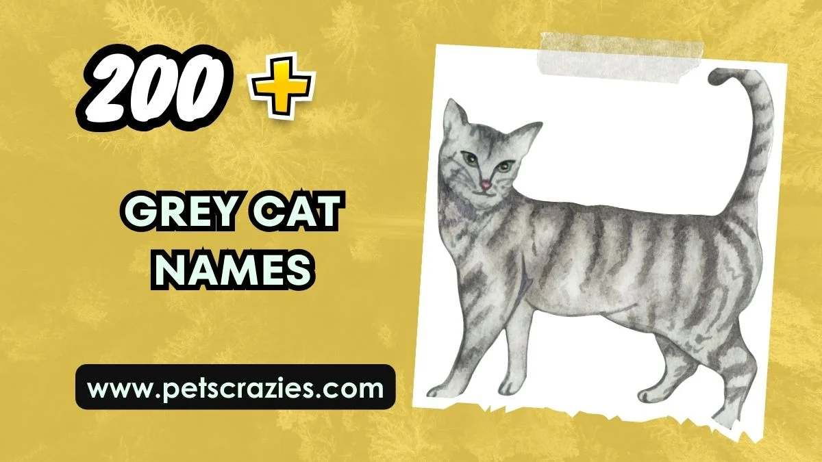 Grey Cat Names - Distinctive & Charming Ideas 1 Grey Cat Names