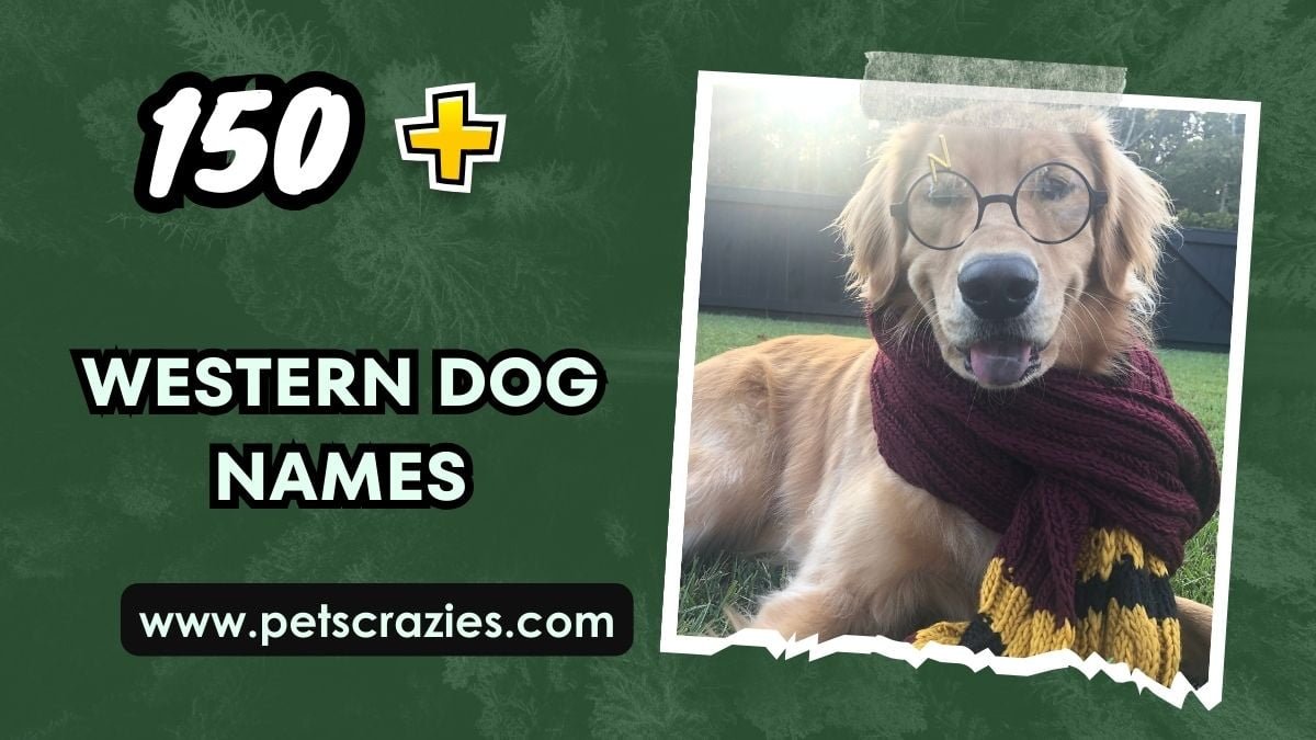 150+ Harry Potter Dog Names - Magical And Canine Wizards