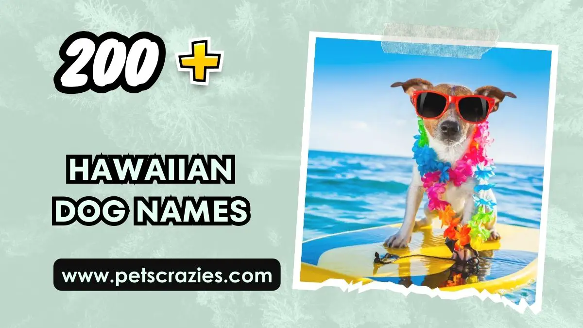200+ Hawaiian Dog Names - Tropical And Oceanic Picks