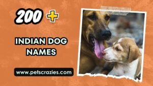 200+ Indian Dog Names - Vibrant And Unique Ideas