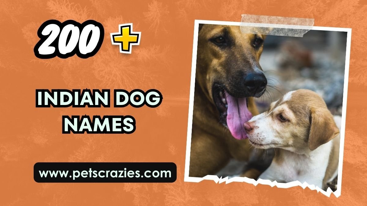 200-indian-dog-names-vibrant-and-unique-ideas