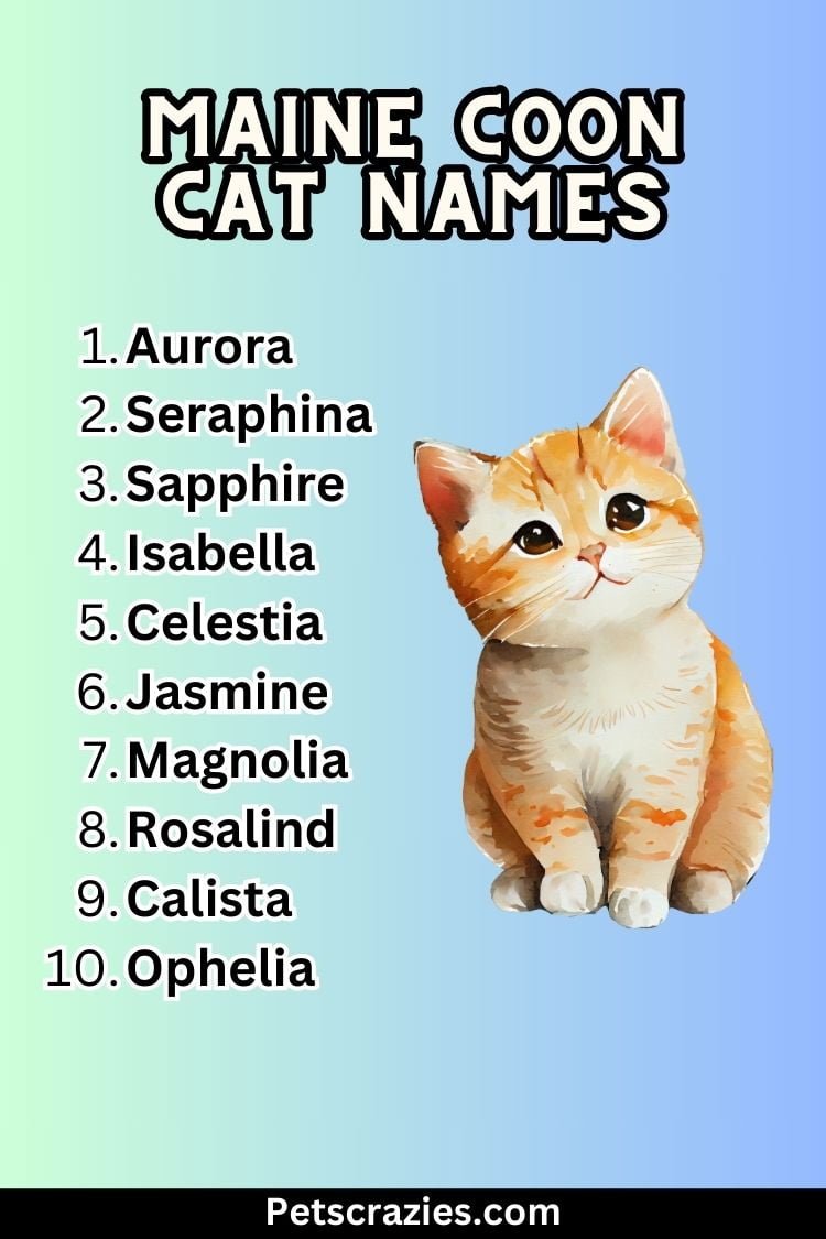 200+ Maine Coon Cat Names - Majestic And Regal Choices