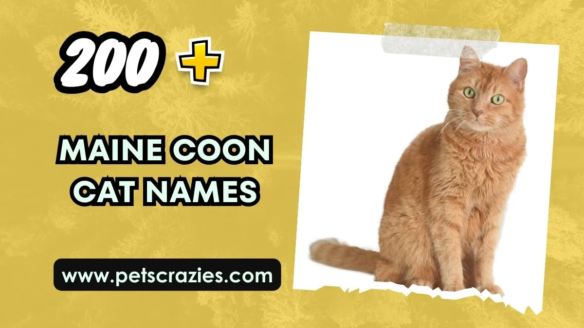 Maine Coon Cat Names - Majestic And Regal Choices 1 Maine Coon Cat Names