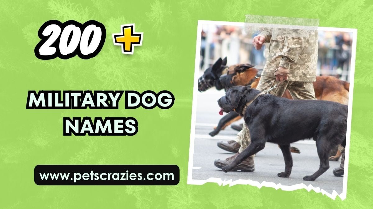 Military Dog Names