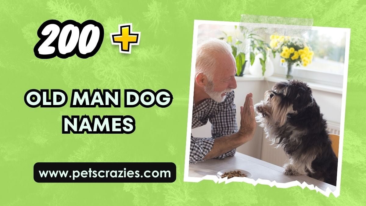 200 Old Man Dog Names Vintage And Classic Picks   Old Man Dog Names 