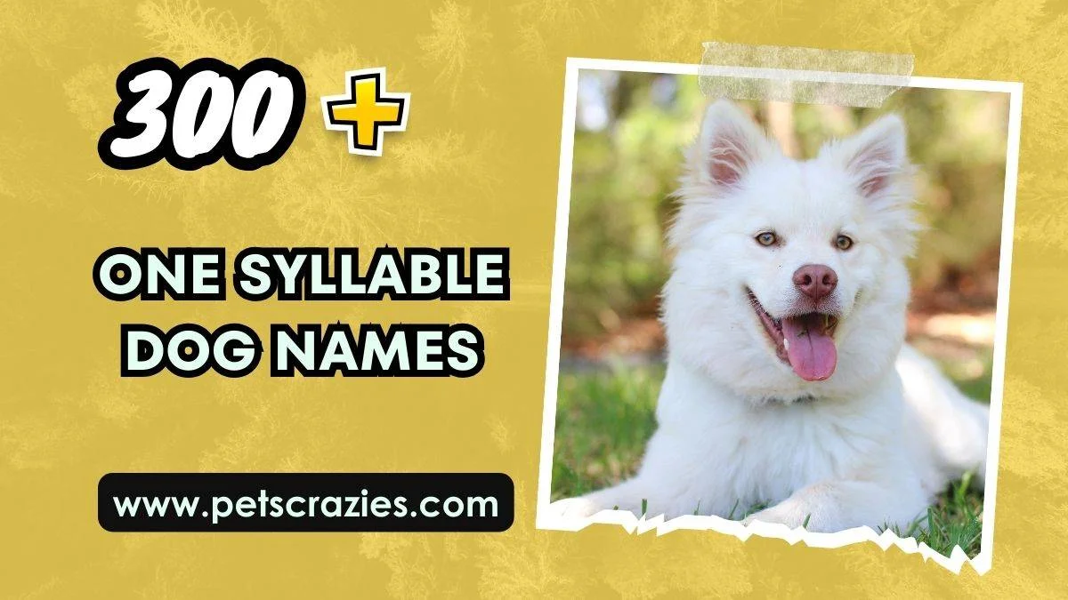 One Syllable Dog Names