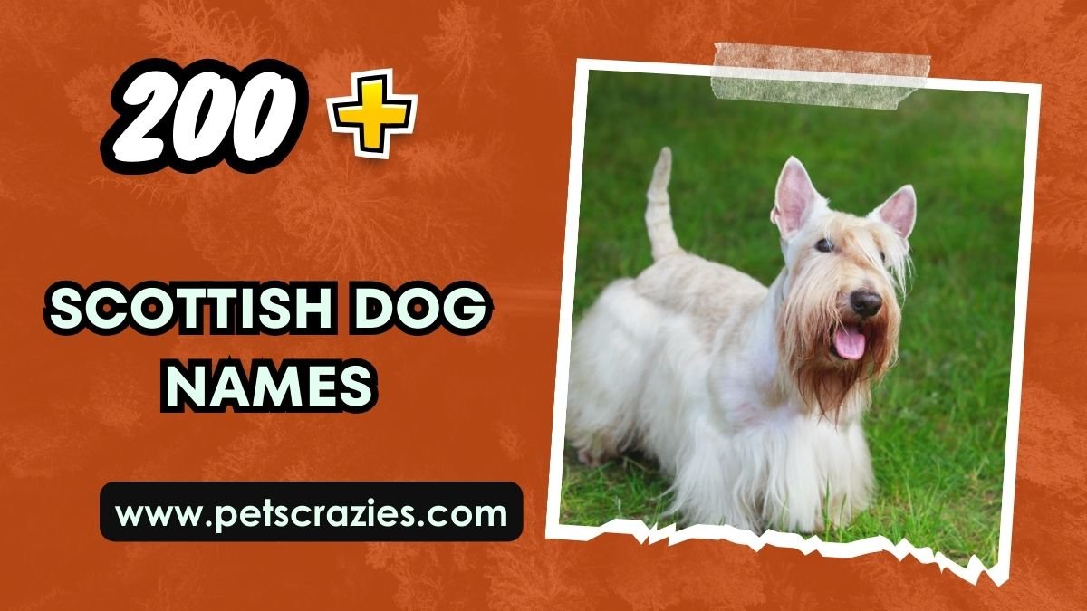 200-scottish-dog-names-historic-and-bonnie-pup-picks