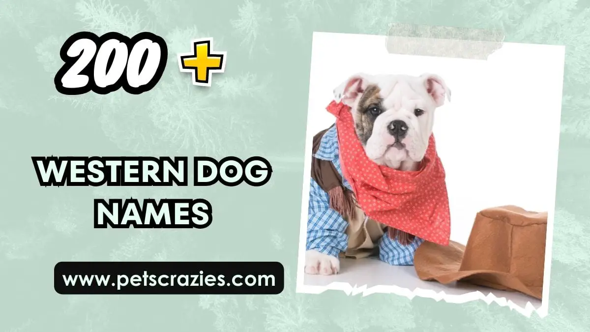 200+ Western Dog Names - Funny And Cute Ideas