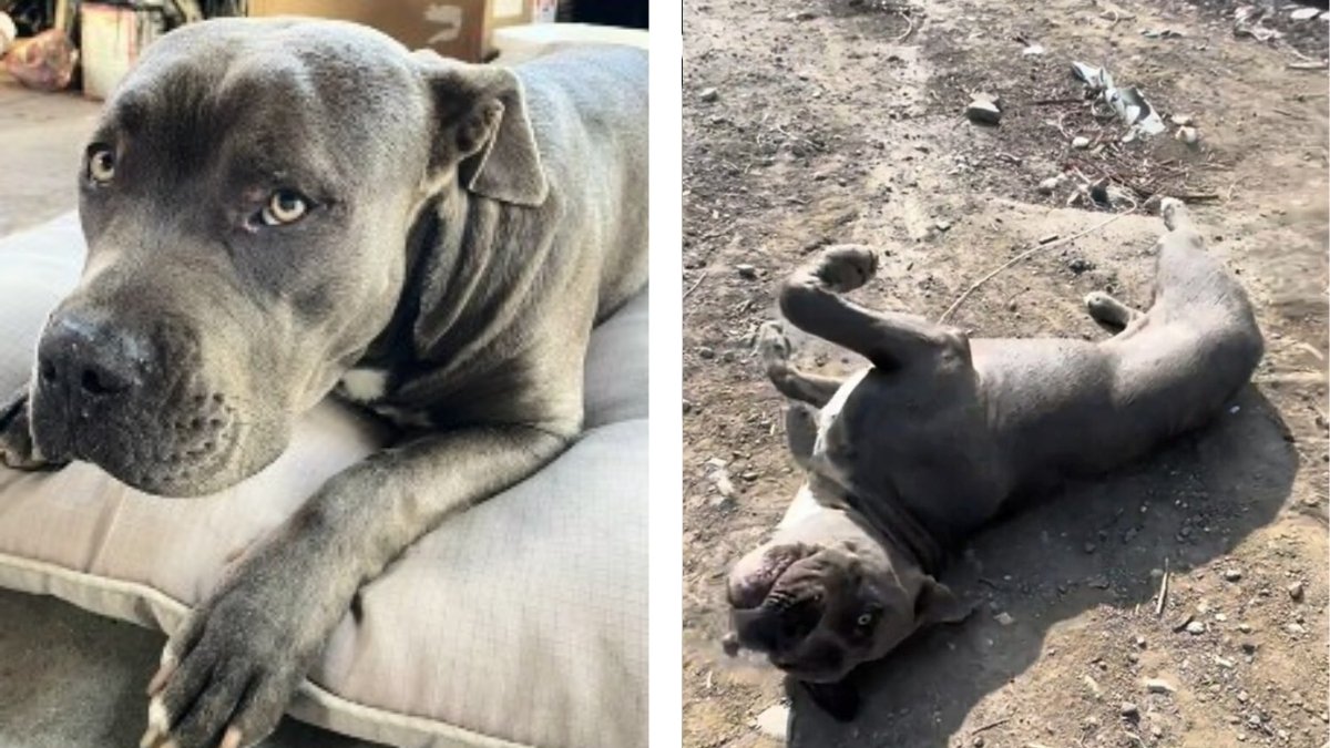 A Brave Woman's Tender Rescue of a Pit Bull Near the Tracks