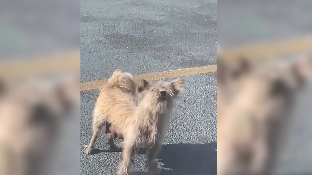 A Dog's Cry for Help Reveals an Adorable Secret