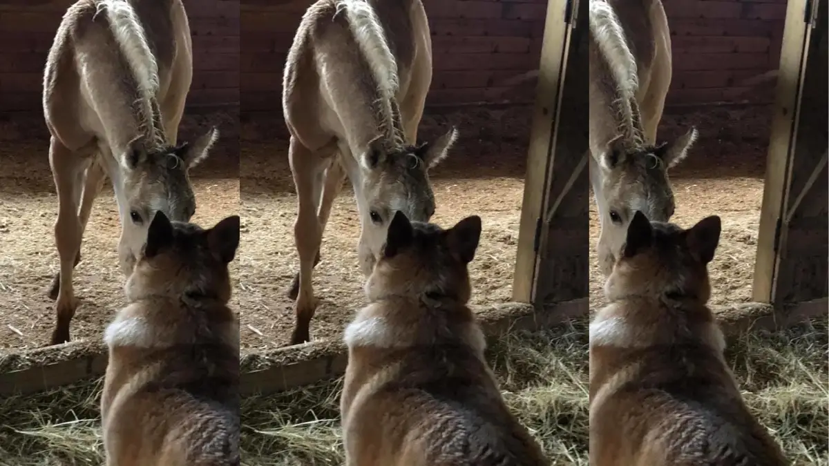 A Dog's Unbreakable Bond Healing a Foal's Heartbreak (1)
