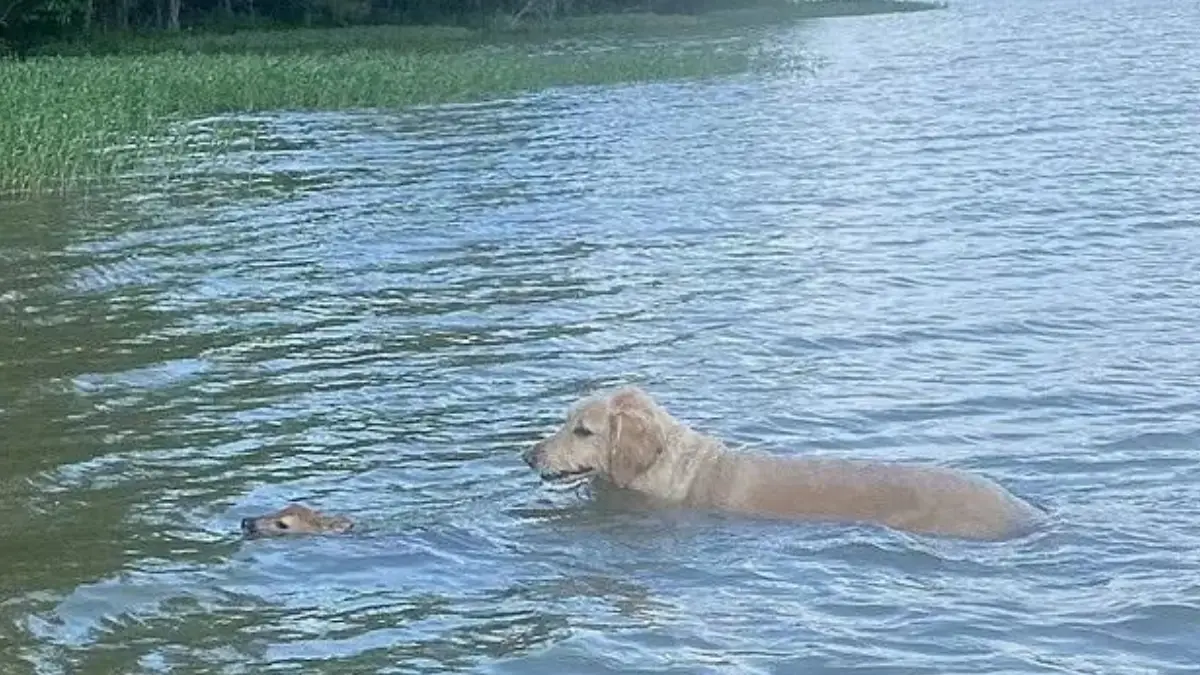 A Golden Hero Goldendoodle's Brave Swim to Save a Fawn