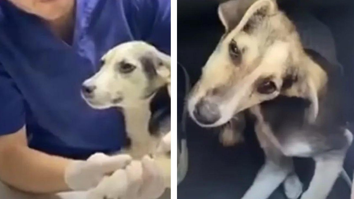 A New Dawn for Tich From Neglect to Love