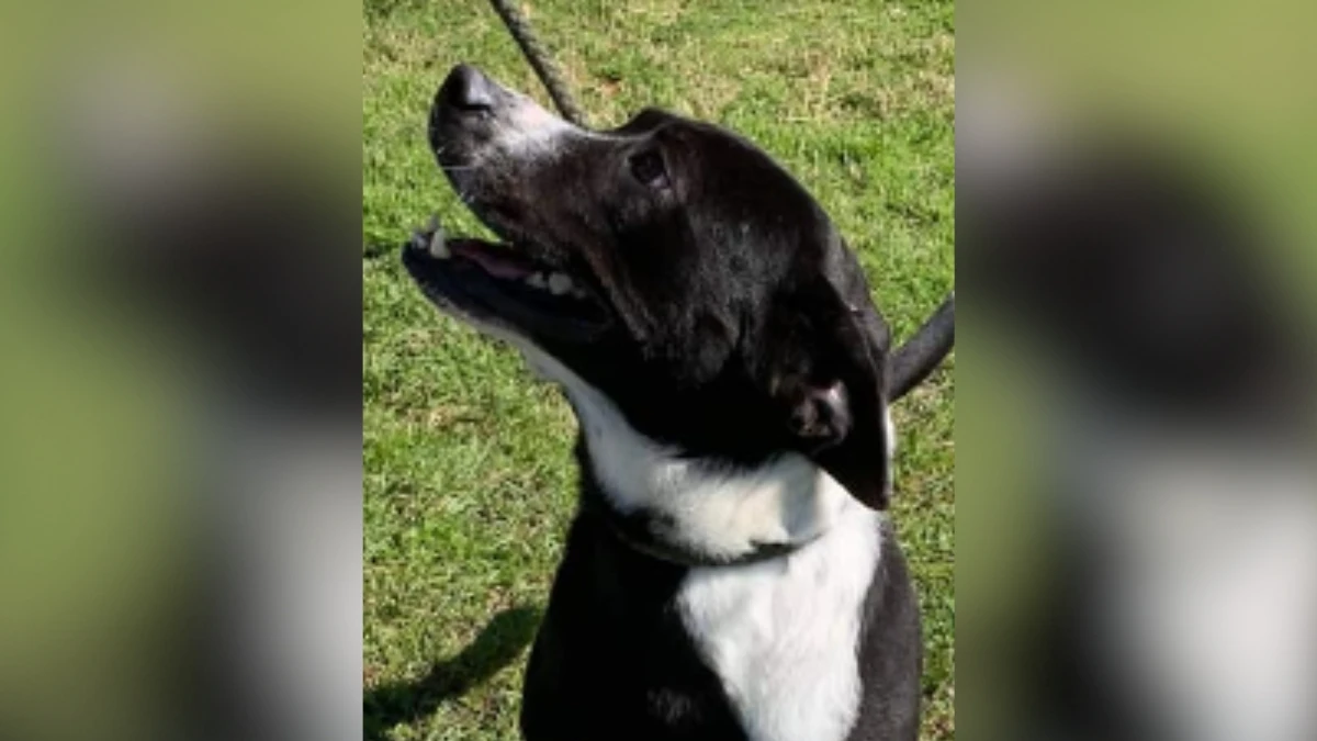 A Pup's Longing Paw A Journey to Love and Home