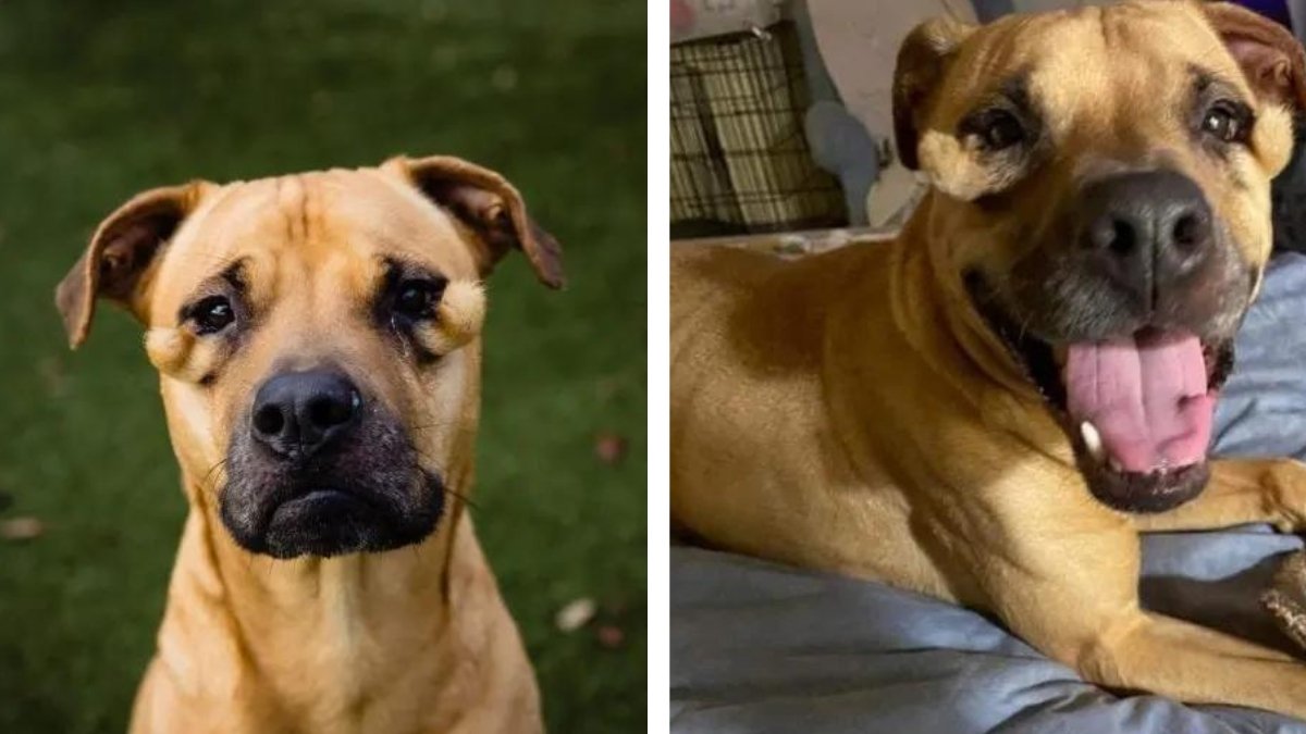 A Second Chance at Happiness for the Dog No One Wanted