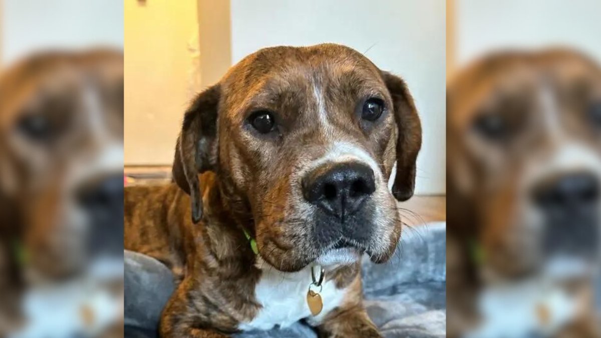 A Shelter Pup’s Emotional Journey to Finding a Loving Home