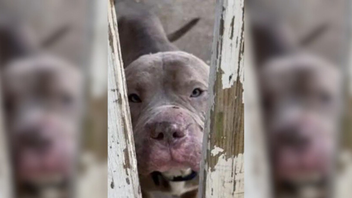 A Stray Pittie's Journey to Finding His Forever Home