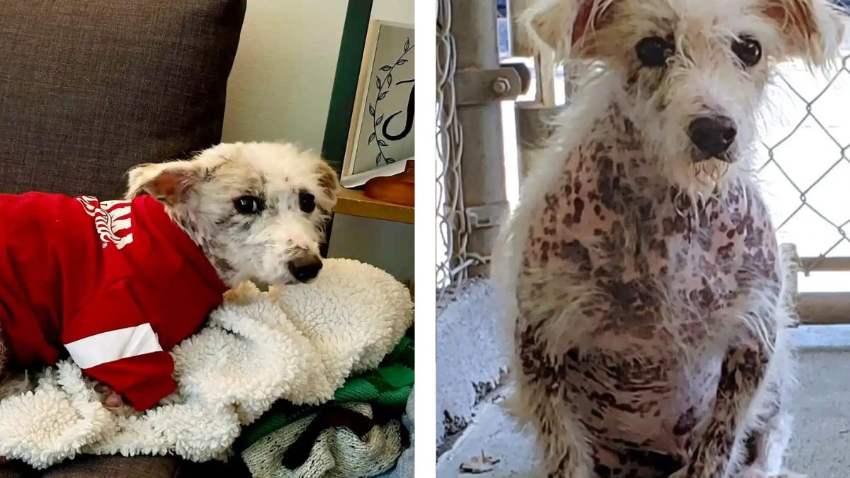 A Stray Pup Finds Love and Melts Hearts with His New Family