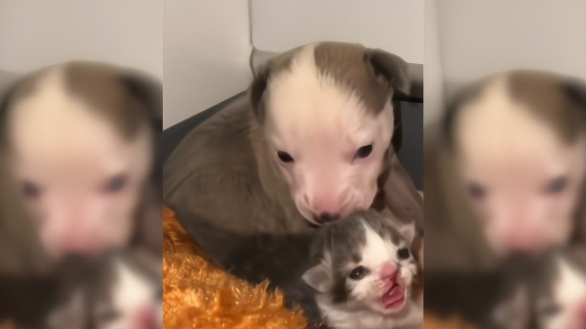 Rejected Puppy and Kitten Form the Sweetest Friendship