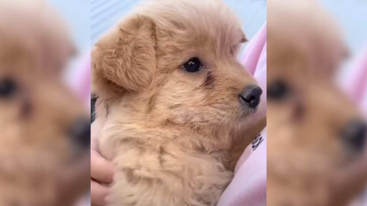 A Stray Puppy’s Wish: Finding Love and Shelter