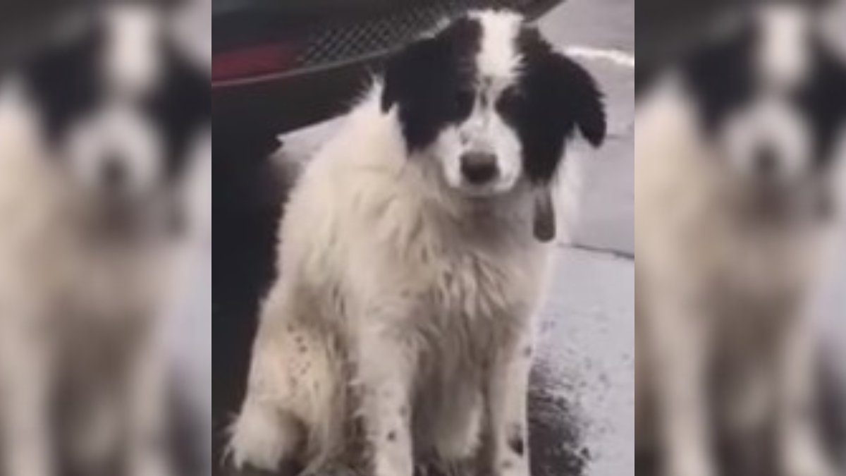 Abandoned Dog Sits in the Rain, Clinging to Hope