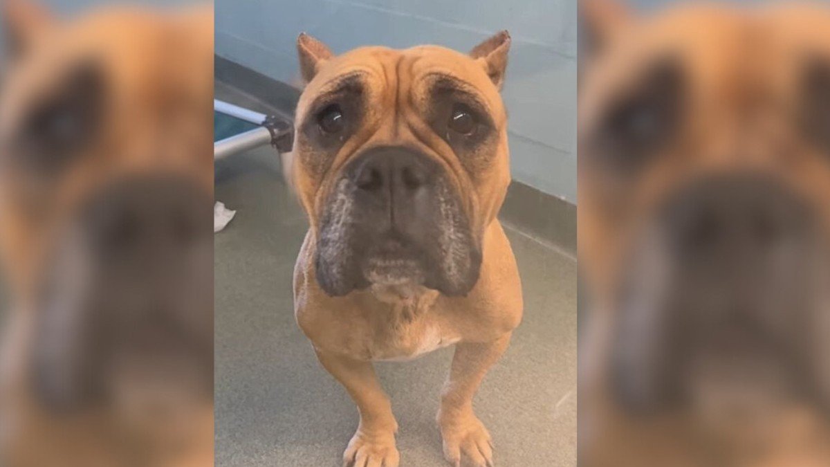 Abandoned Pup Kelly's Sad Journey Back to the Shelter