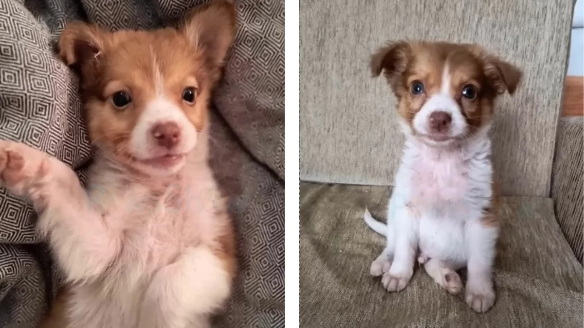 Abandoned Puppy Finds Hope and Love with Rescuers