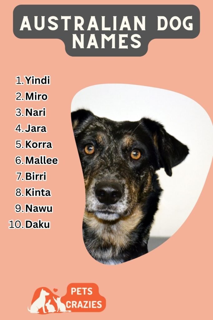 Australian Dog Names 1