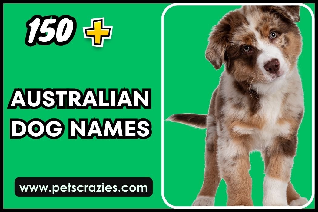 Australian Dog Names