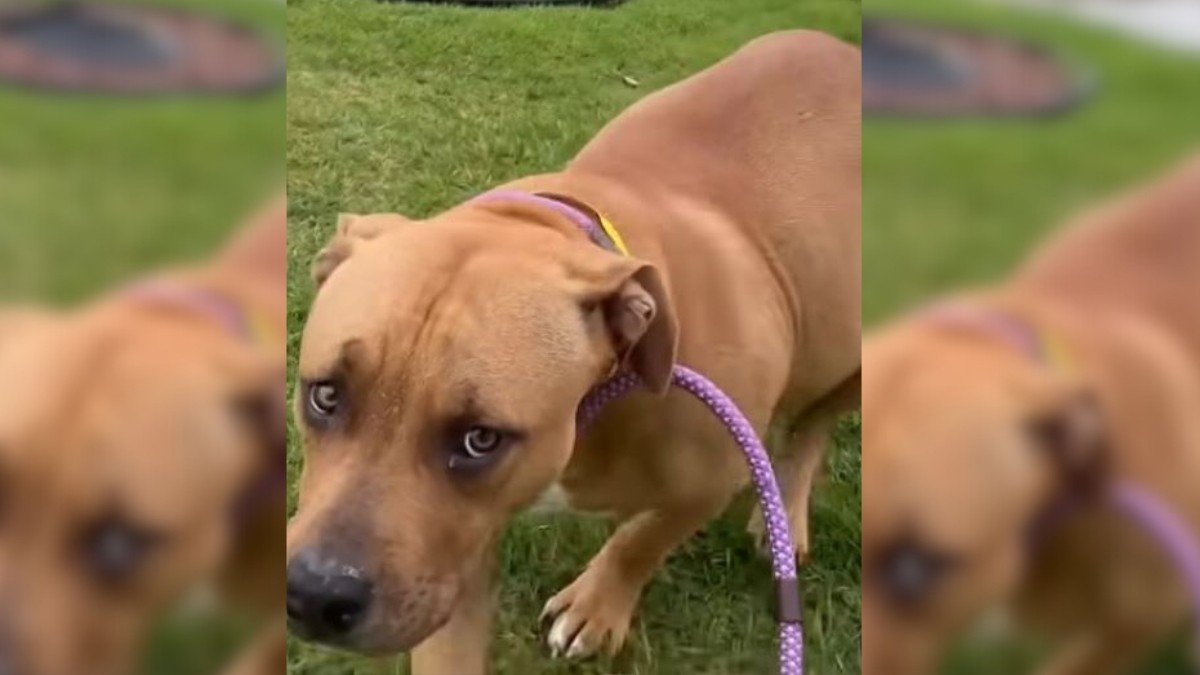 Brave Mama Dog Left Alone Until Kind Rescuers Step In
