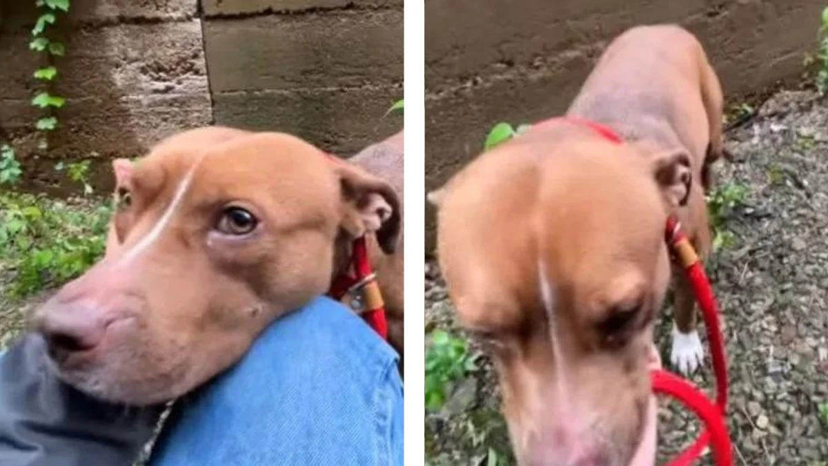 Brave Rescuer Gives Alley Pup a Fresh Start