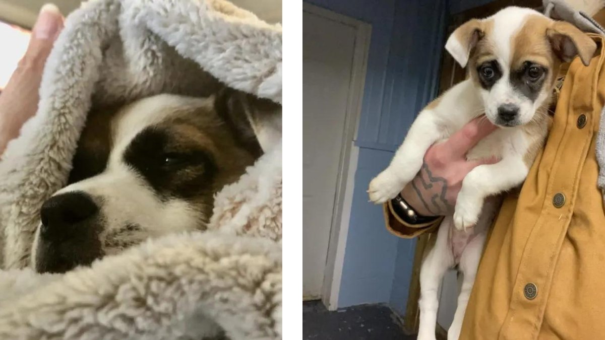 Compassionate Rescue Man Frees Puppy Tied to a Tree