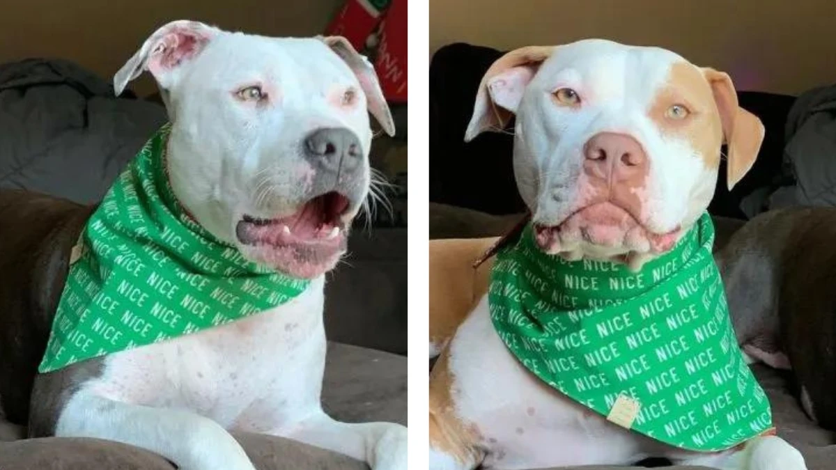 Daddy's Shoulder: The Best Napping Spot for This Big Pittie