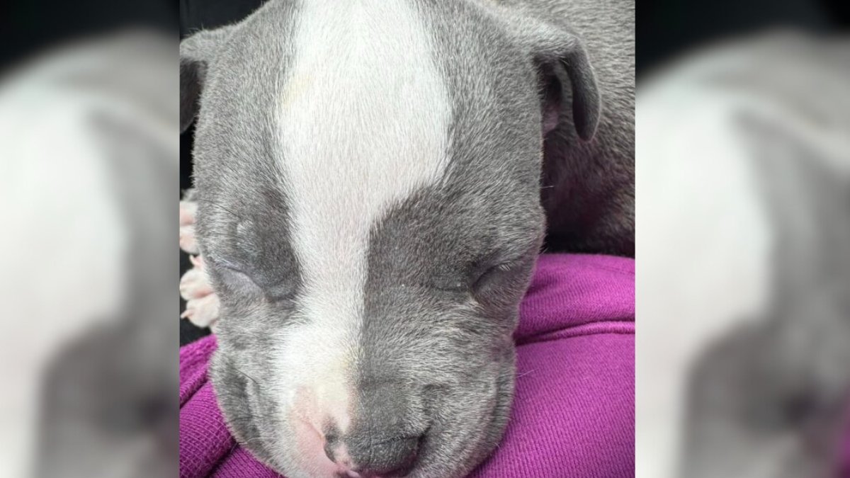 Desperate Dog Mom Pleads for Help to Save Her Babies Left in a Diaper Box Heartwarming Rescue of a Puppy