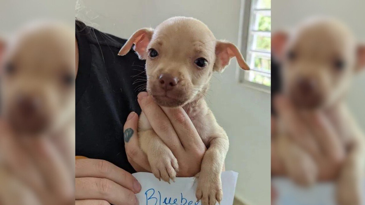 Desperate Dog Mom Pleads for Help to Save Her Babies
