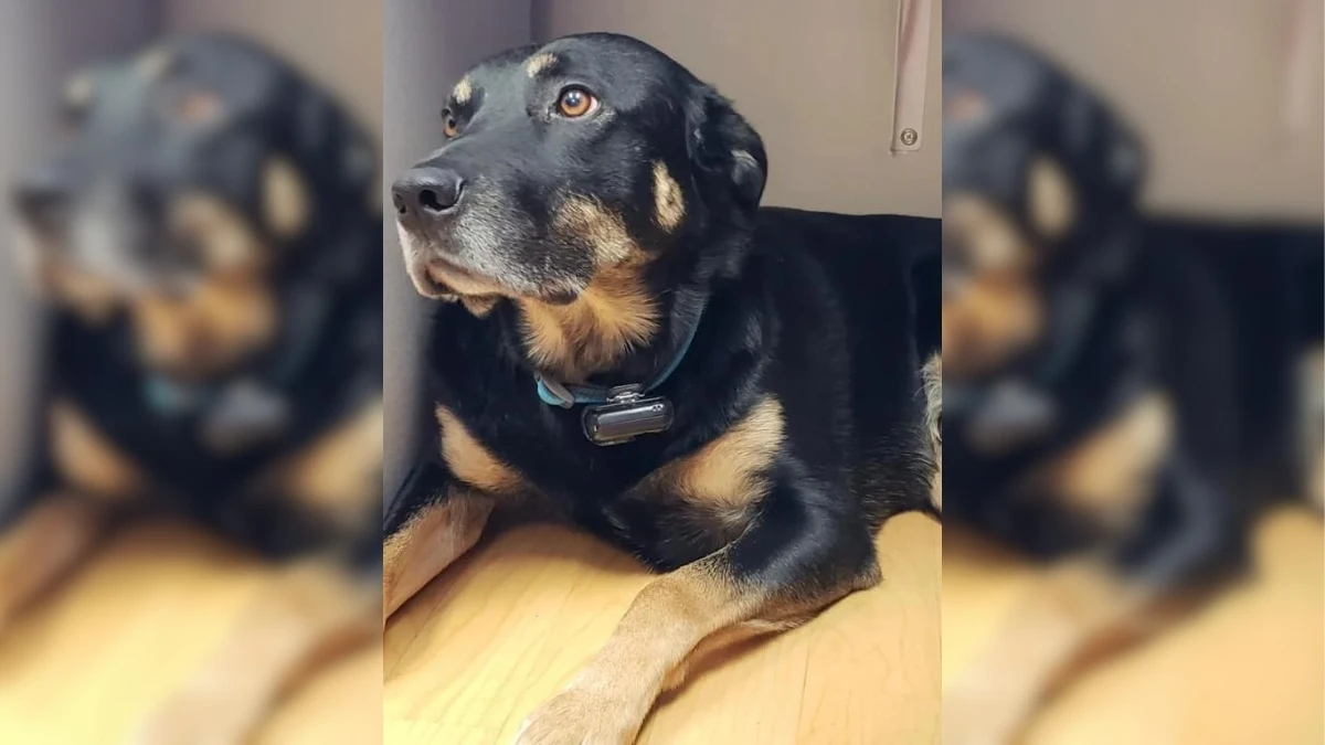 Dog Escapes Shelter Repeatedly to Find Comfort with Nursing Home Residents
