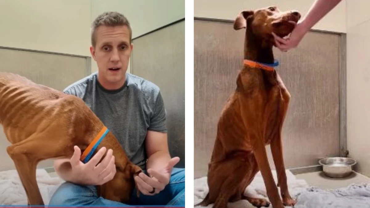 Dog Hears “Good Boy” For The First Time And His Reaction Will Melt Your Heart