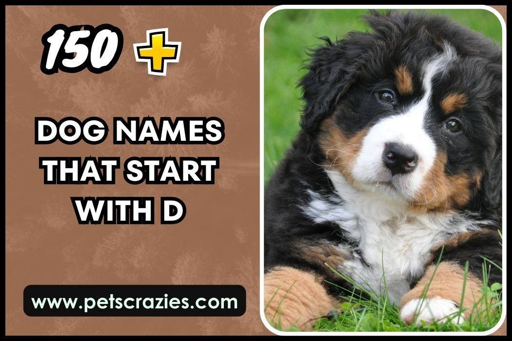 Dog Names That Start With D-Popular Picks 1 Dog Names That Start With D