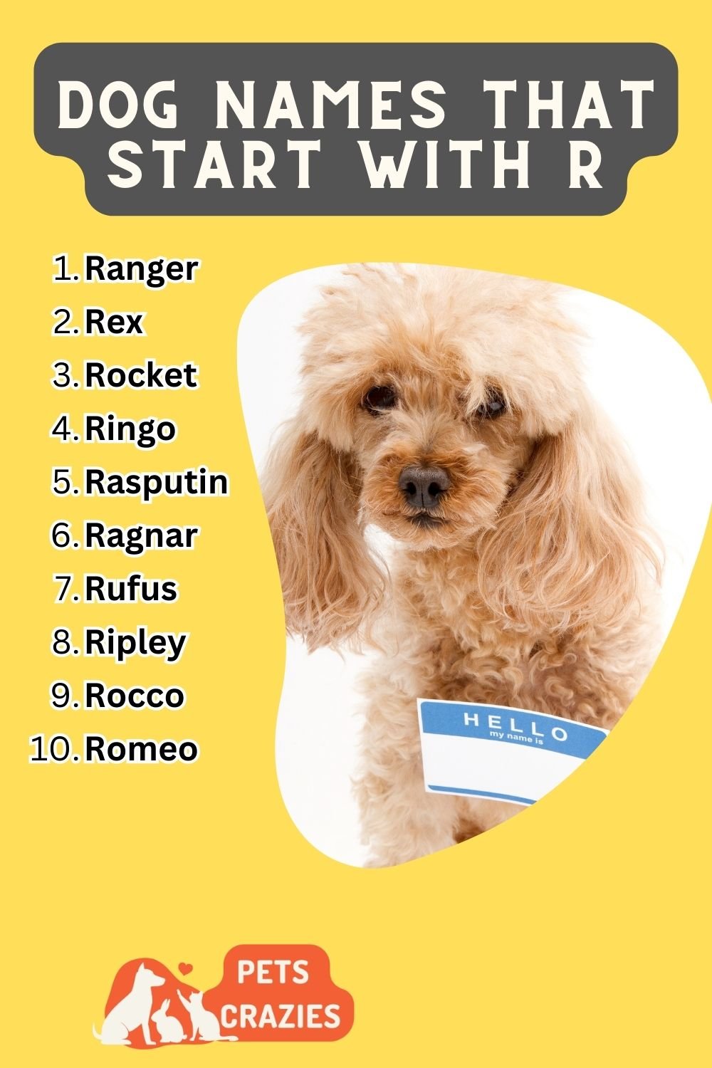 150+ Dog Names That Start With R - Funny And Cute Ideas