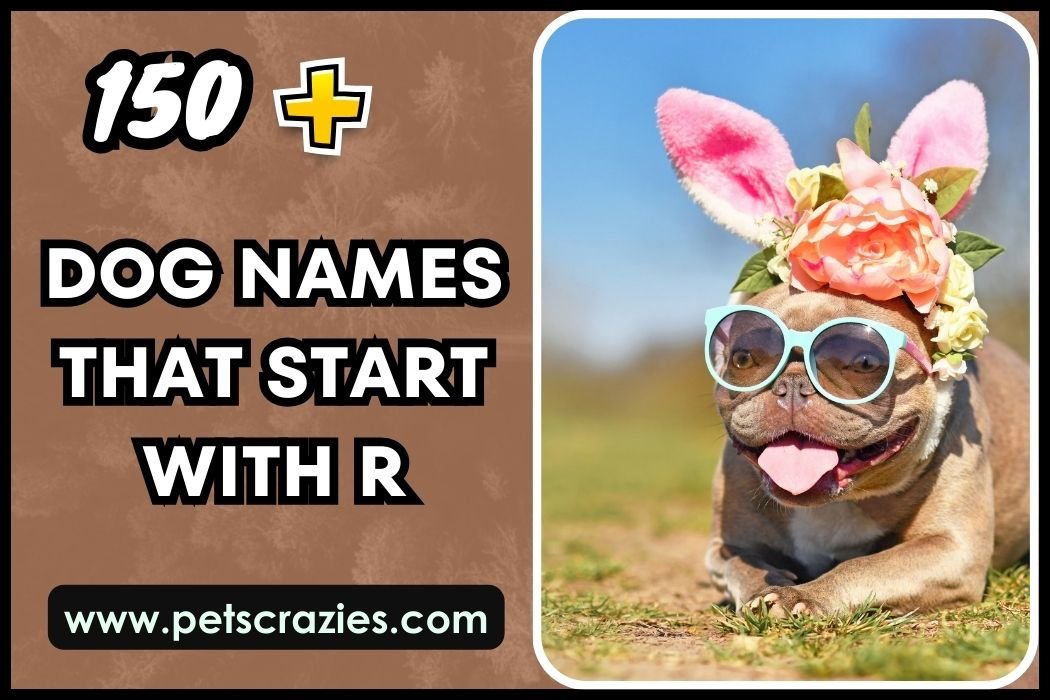 Dog Names That Start With R